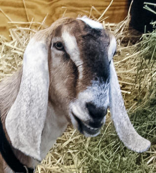 Anglo-Nubian Goat Face
