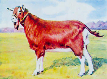 Anglo-Nubian Goat Breed Standing