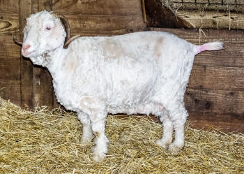 Sheared Angora Goat