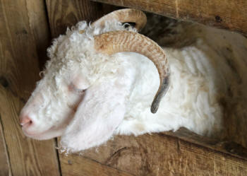 Sheared Angora With Horns