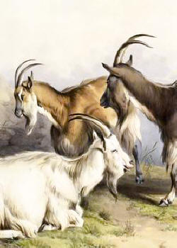 Goat's Horns