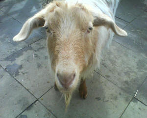 Golden Guernsey Goat