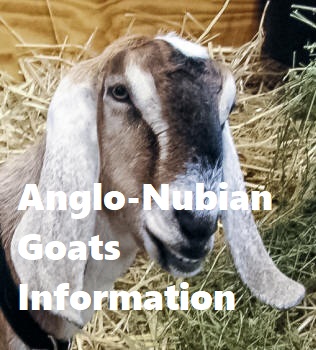 Anglo-Nubian Goats Information