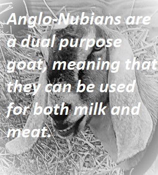 Anglo-Nubians are a dual purpose goat, meaning that they can be used for both milk and meat.