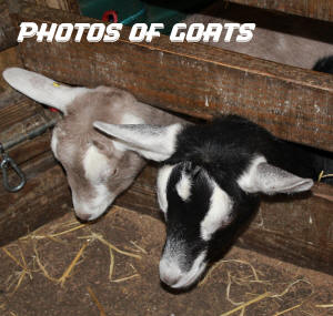 Photos of Anglo-Nubian Goats On 123RF.com