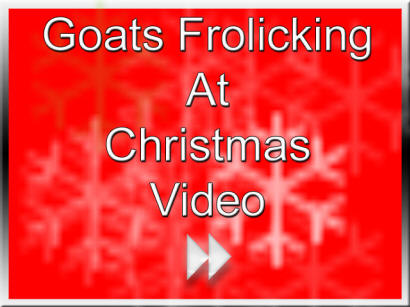 Goats Frockling at Christmas