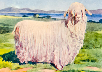 Angora Goat Doe