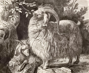 Angora Goat With Young Angora Goat