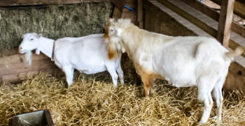 Female And Male Saanen