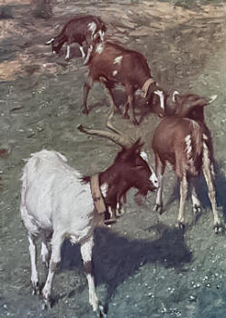 Goat Farming