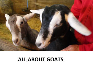 All About Goats