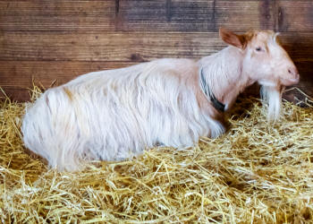 Golden Guernsey Goat